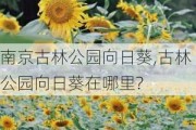 南京古林公园向日葵,古林公园向日葵在哪里?