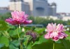 北京莲花池公园门票多少钱-北京莲花池公园门票价格