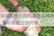 深圳荔枝公园钓鱼怎么样啊_深圳荔枝公园钓鱼