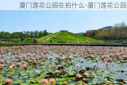 厦门莲花公园在拍什么-厦门莲花公园背景