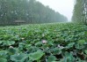 微山湖旅游攻略自驾游什么季节好,微山湖什么时候去玩最好