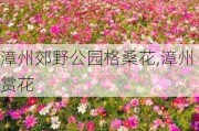 漳州郊野公园格桑花,漳州赏花