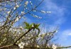 广州萝岗香雪公园梅花_广州萝岗香雪公园梅花观赏感