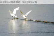 汾河公园天鹅湖图片-汾河公园天鹅