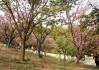 株洲石峰公园樱花园-2014株洲石峰公园樱花