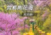 太平森林公园紫荆花开了吗-太平森林公园紫荆花