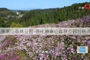 德化唐寨山森林公园-德化唐寨山森林公园杜鹃花