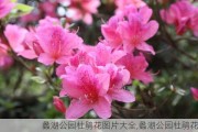 蠡湖公园杜鹃花图片大全,蠡湖公园杜鹃花