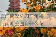 厦门南湖公园三角梅_厦门南湖公园有什么花