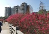 广州石马桃花公园公交线路,广州市白云区石马桃花公园几号地铁