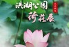 洪湖公园荷花展-洪湖公园荷花展什么时间