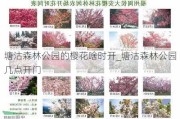 塘沽森林公园的樱花啥时开_塘沽森林公园几点开门