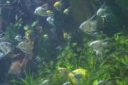 泰安水族馆门票多少钱-泰安公园水生植物