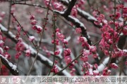 香雪公园梅花开了2024年,香雪公园梅花