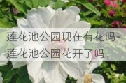 莲花池公园现在有花吗-莲花池公园花开了吗