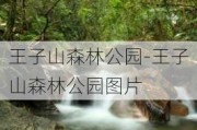 王子山森林公园-王子山森林公园图片