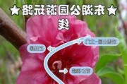 江门东湖公园介绍-江门东湖公园的景点