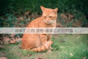 徐家汇公园 宠物-徐家汇公园的猫