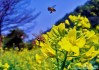 顺峰山公园油菜花开了吗-顺峰山公园油菜花