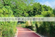 龙山公园长什么样子,龙山公园有什么树