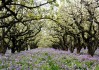 宿迁三台山公园看花时间表_宿迁三台山公园