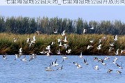 七里海湿地公园关闭_七里海湿地公园开放时间