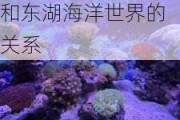 武汉极地海洋公园和东湖海洋世界-武汉极地海洋公园和东湖海洋世界的关系