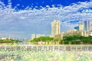 福州光明港公园荷花几月开花,福州光明港公园划龙舟