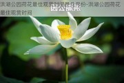 洪湖公园荷花最佳观赏时间是几月份-洪湖公园荷花最佳观赏时间