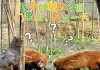 长春动植物公园票价-长春动植物公园票价查询