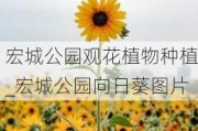 宏城公园观花植物种植_宏城公园向日葵图片