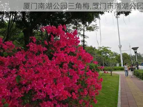 厦门南湖公园三角梅,厦门市南湖公园