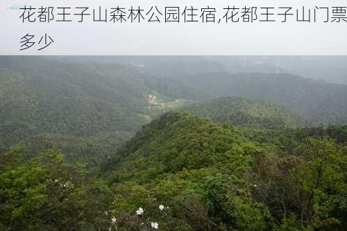 花都王子山森林公园住宿,花都王子山门票多少