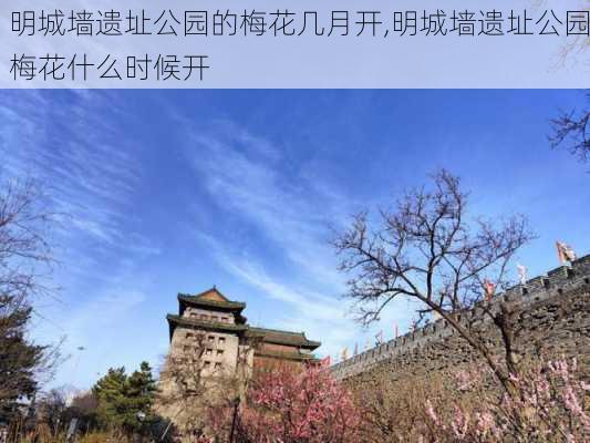 明城墙遗址公园的梅花几月开,明城墙遗址公园梅花什么时候开