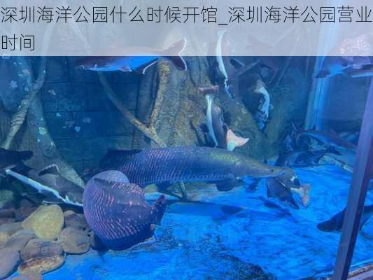 深圳海洋公园什么时候开馆_深圳海洋公园营业时间