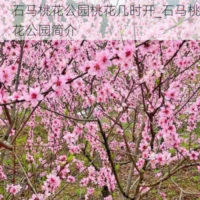 石马桃花公园桃花几时开_石马桃花公园简介