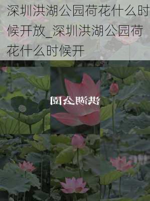 深圳洪湖公园荷花什么时候开放_深圳洪湖公园荷花什么时候开