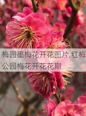 梅园墨梅花开花图片,红梅公园梅花开花花期