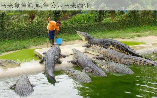 马来食鱼鳄,鳄鱼公园马来西亚