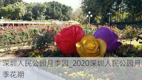 深圳人民公园月季园_2020深圳人民公园月季花期