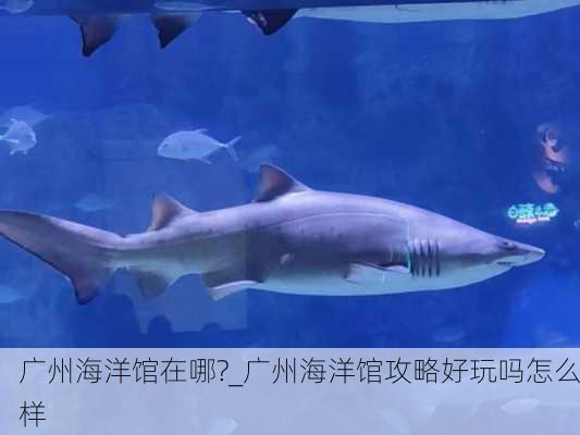 广州海洋馆在哪?_广州海洋馆攻略好玩吗怎么样