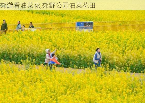 郊游看油菜花,郊野公园油菜花田