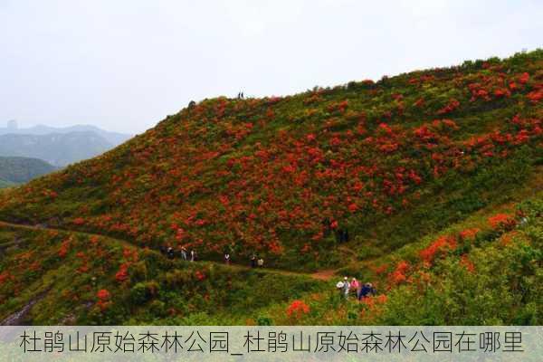 杜鹃山原始森林公园_杜鹃山原始森林公园在哪里