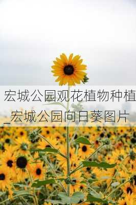 宏城公园观花植物种植_宏城公园向日葵图片