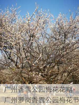 广州香雪公园梅花花期-广州萝岗香雪公园梅花节