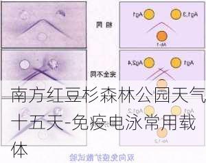 南方红豆杉森林公园天气十五天-免疫电泳常用载体