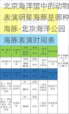 北京海洋馆中的动物表演明星海豚是哪种海豚-北京海洋公园海豚表演时间表