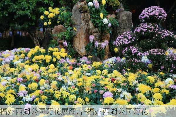 福州西湖公园菊花展图片-福州西湖公园菊花