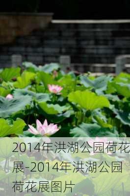 2014年洪湖公园荷花展-2014年洪湖公园荷花展图片