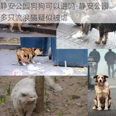 静安公园狗狗可以进吗-静安公园多只流浪猫疑似被虐